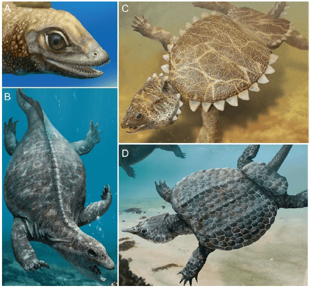 Fig.1 Reconstructions of some placodonts: (A) Palatodonta (B) Placodus (C) Cyamodus (D) Psephoderma (Reference: James M. Neenan 2014: Fossil Focus: Placodonts. Illustrated by Jaime Chirinos.)