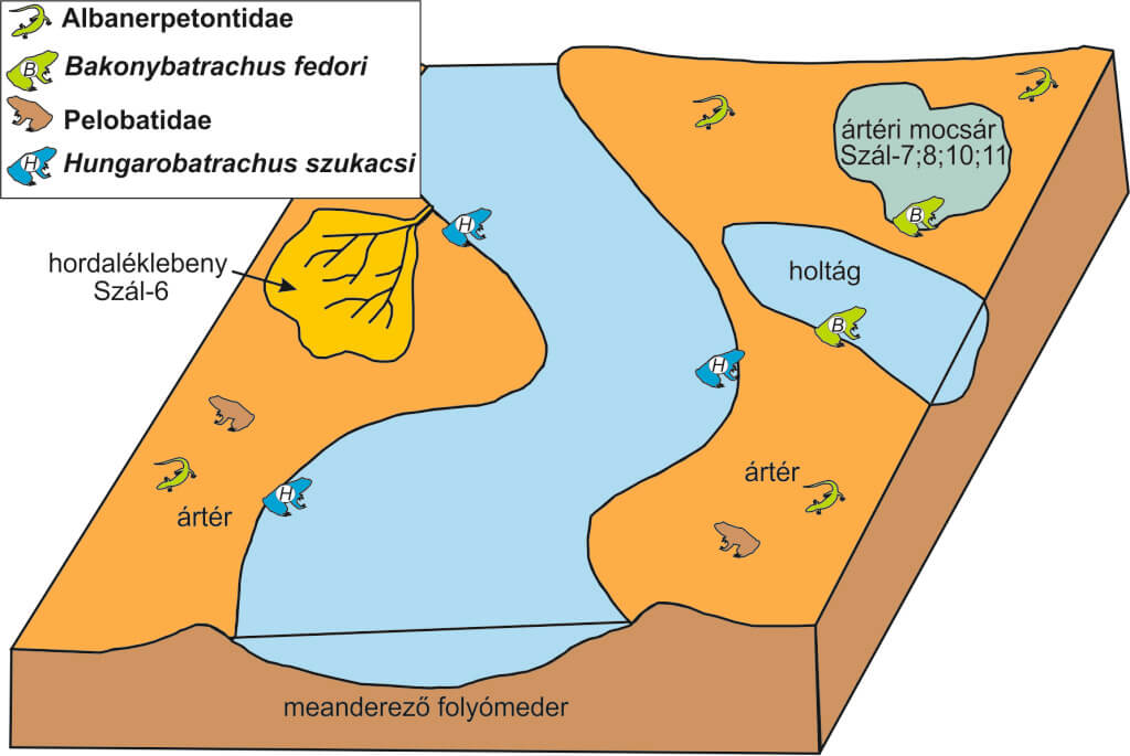 Figure2: Reconstruction of the habitats of the different amphibians of the Late Cretaceous Iharkút.
