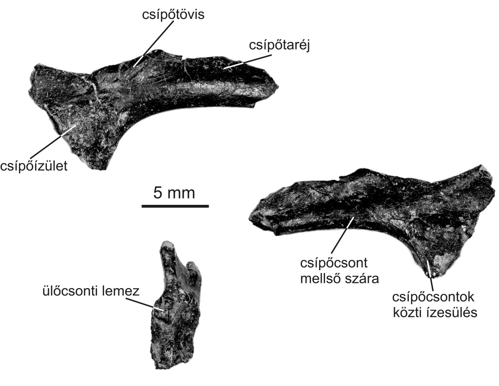 Pelvic bones of Bakonybatrachus fedori