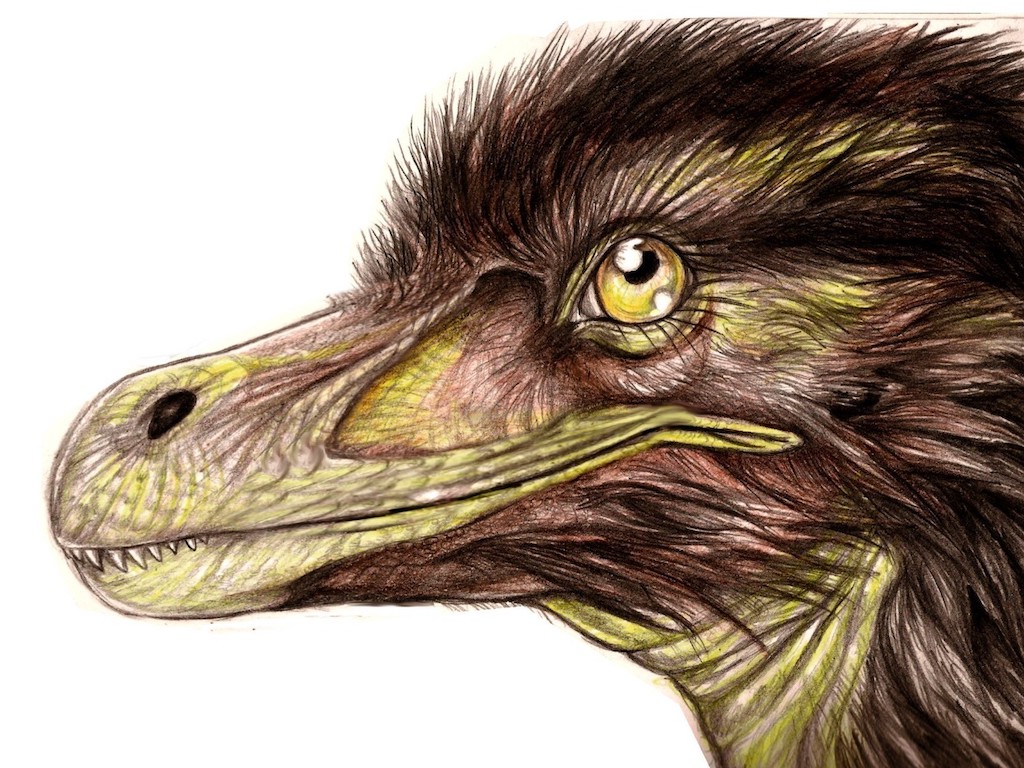 Head reconstruction of Pneumatoraptor fodori