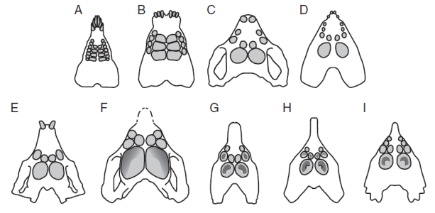 2. ábra A Placodontia koponyák és fogazatok változatosságának sematikus ábrázolása (Forrás: S. B. Crofts, J. M. Neenan, T. M. Scheyer, A. P. Summers 2017: Tooth occlusal morphology in the durophagous marine reptiles, Placodontia (Reptilia: Sauropterygia))