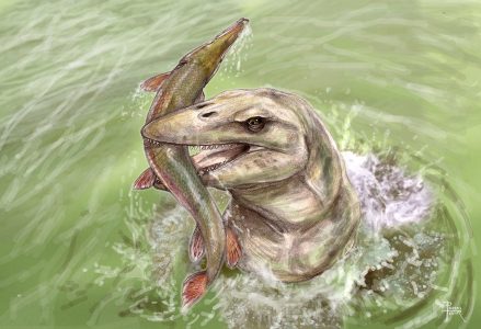 Pannoniasaurus inexpectatus egy Atractosteus kajmánhalat zsákmányol (grafika: Pecsics Tibor).