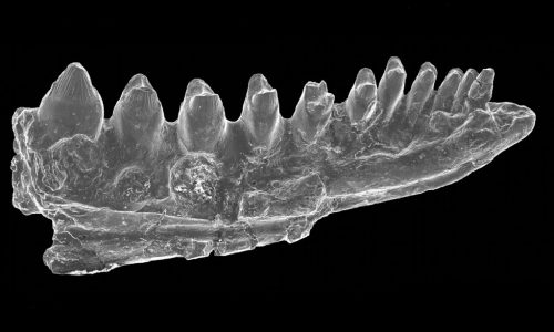 Partial left jaw element (dentary) of Bicuspidon aff. hatzegiensis from Iharkút.
