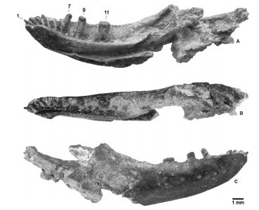 Partial right lower jaw of Chromatogenys tiliquoides (MTM V2010.129.1.) from Iharkút.