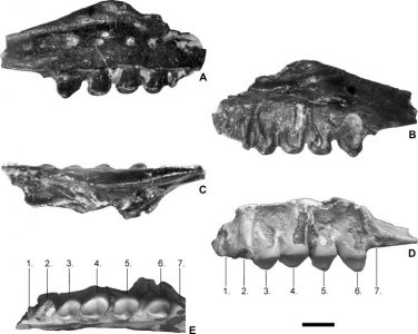 A Distortodon rhomboideus egyik felső állcsontja (MTM PAL 2012.31.1.) Iharkútról. A méretarány 1 mm.