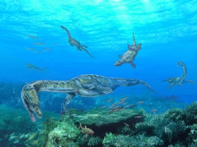 Középső-triász villányi életkép, sekélytengeri vízi hüllőkkel, Nothosaurusokkal és Placodontiákkal (Pecsics Tibor illusztrációja)