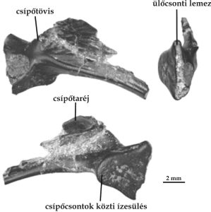 Pelvic bones of Hungarobatrachus szukacsi