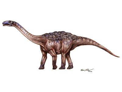 Basal Titanosauria Sauropod dinosaur.