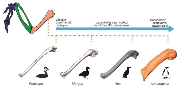 1. ábra A felkarcsont morfológiájának változása különböző mozgásformákkal jellemezhető vízi madarak esetében