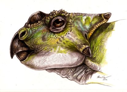Head reconstruction of Ajkaceratops