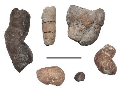 Vertebrate coprolites from Iharkút, with different morphologies (scale bar: 5 cm)